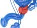 Prostate toys for better health